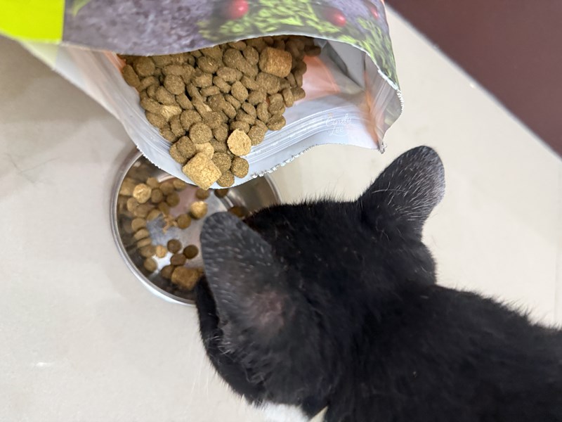 [寵物]美國原點Instinct【健康體態低脂雞肉凍乾成貓配